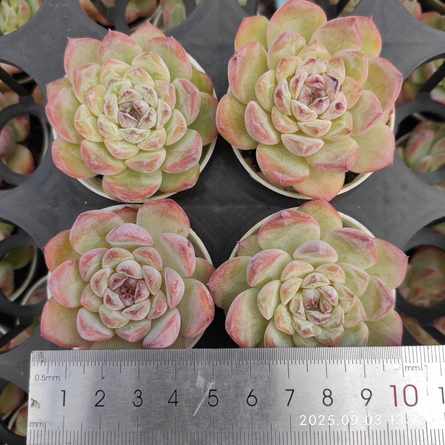 ZZA369 アイススピリット(5.5cm pot)