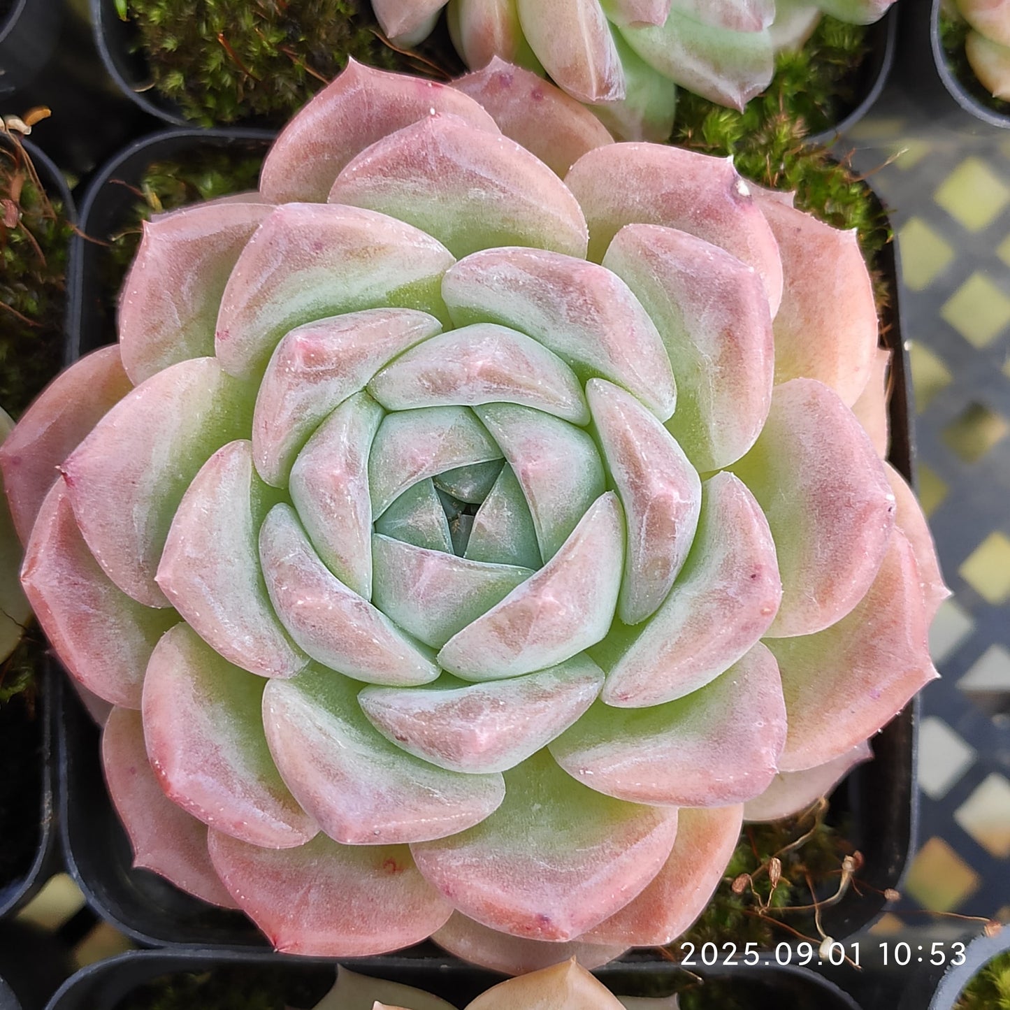 QN394 アメイジンググレイス(7cm pot)