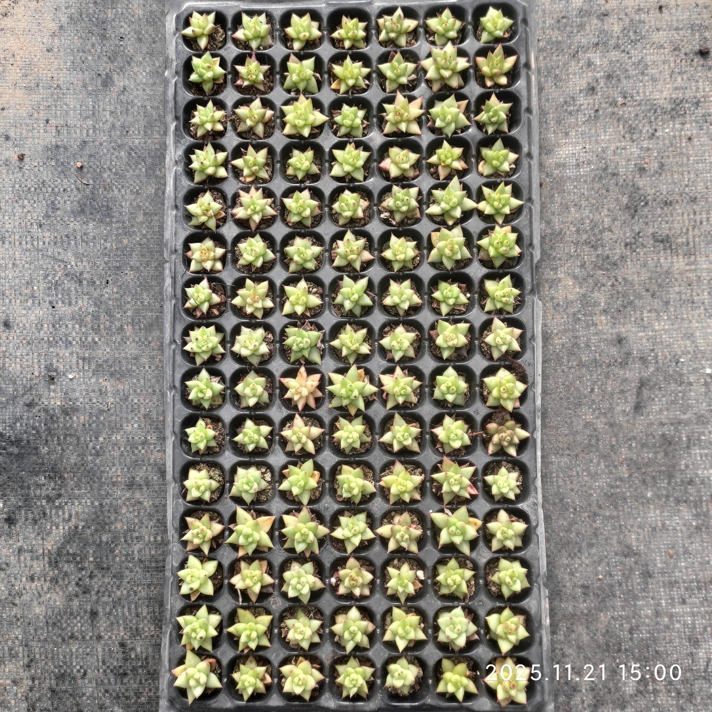 17053 ゴールドマリア(3cm pot)(ポット苗)