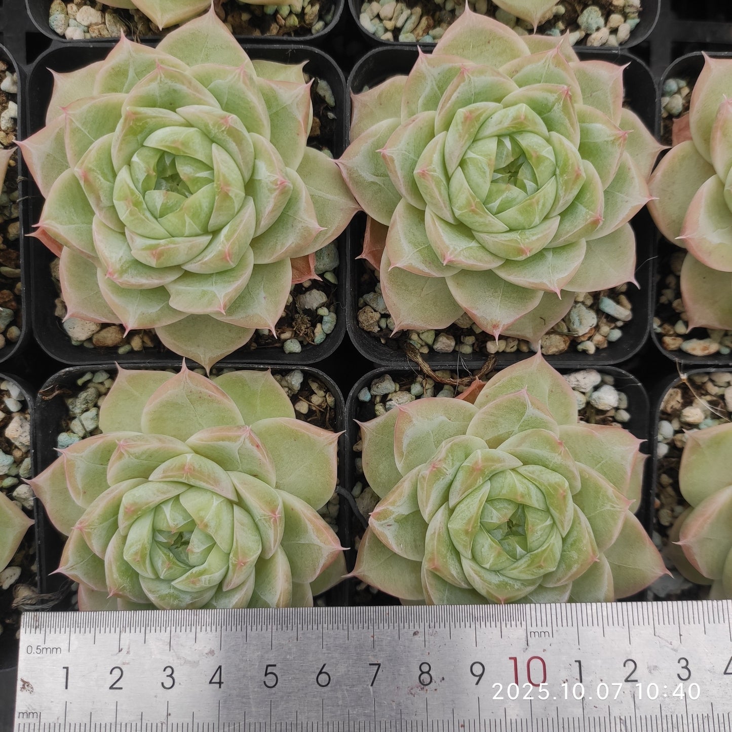 XQ1441 マルギャンHyb(7cm pot)