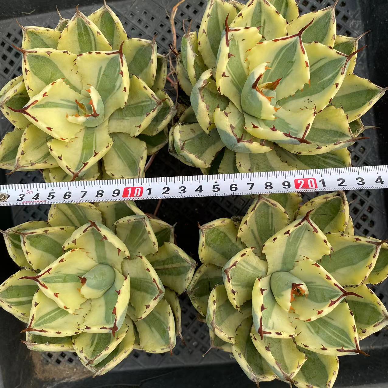 LJHH007 スーパー クラウン(13cm pot)
