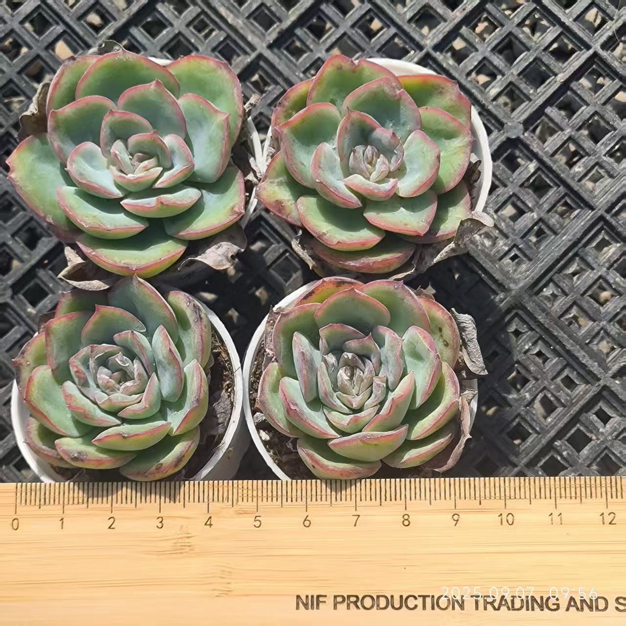 FFH330 モーニングデュー(6.5cm pot)