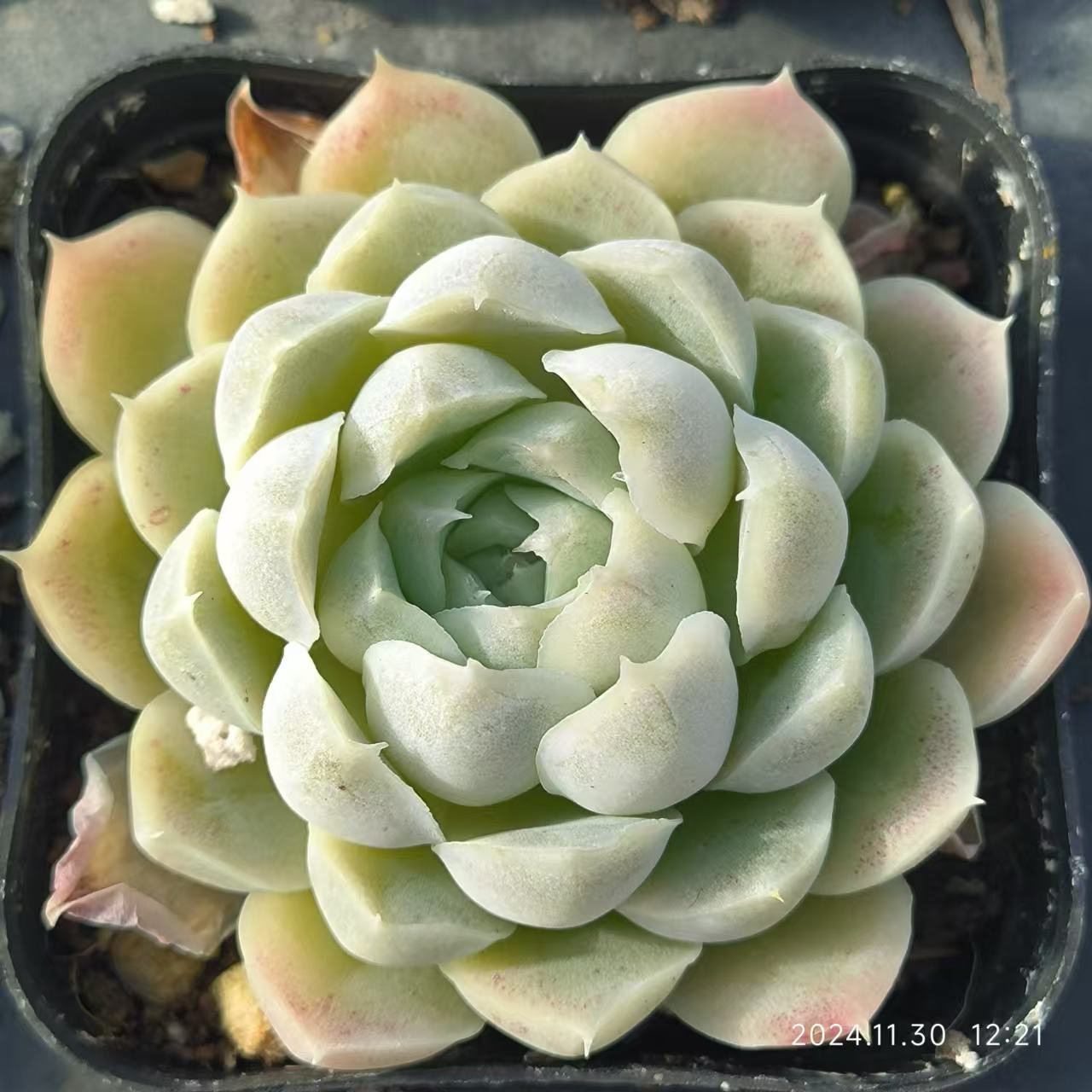 RDD244 ヒューミリス(6.5cm pot)