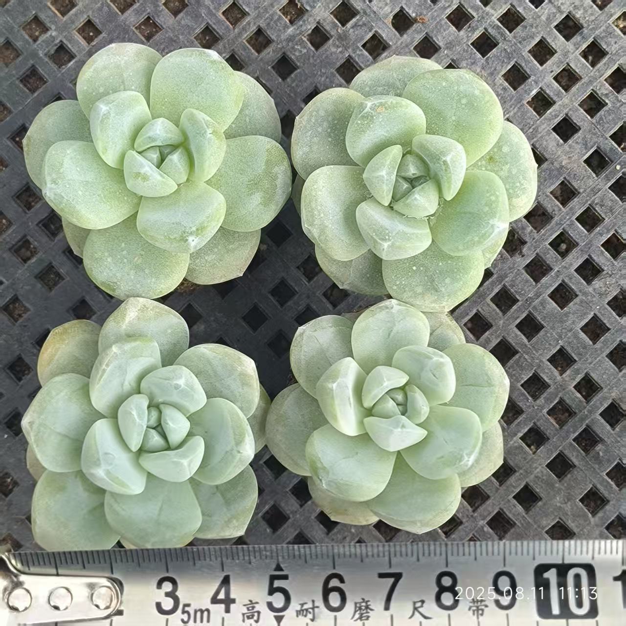 HBY022 アイスグリーン (5cm pot)