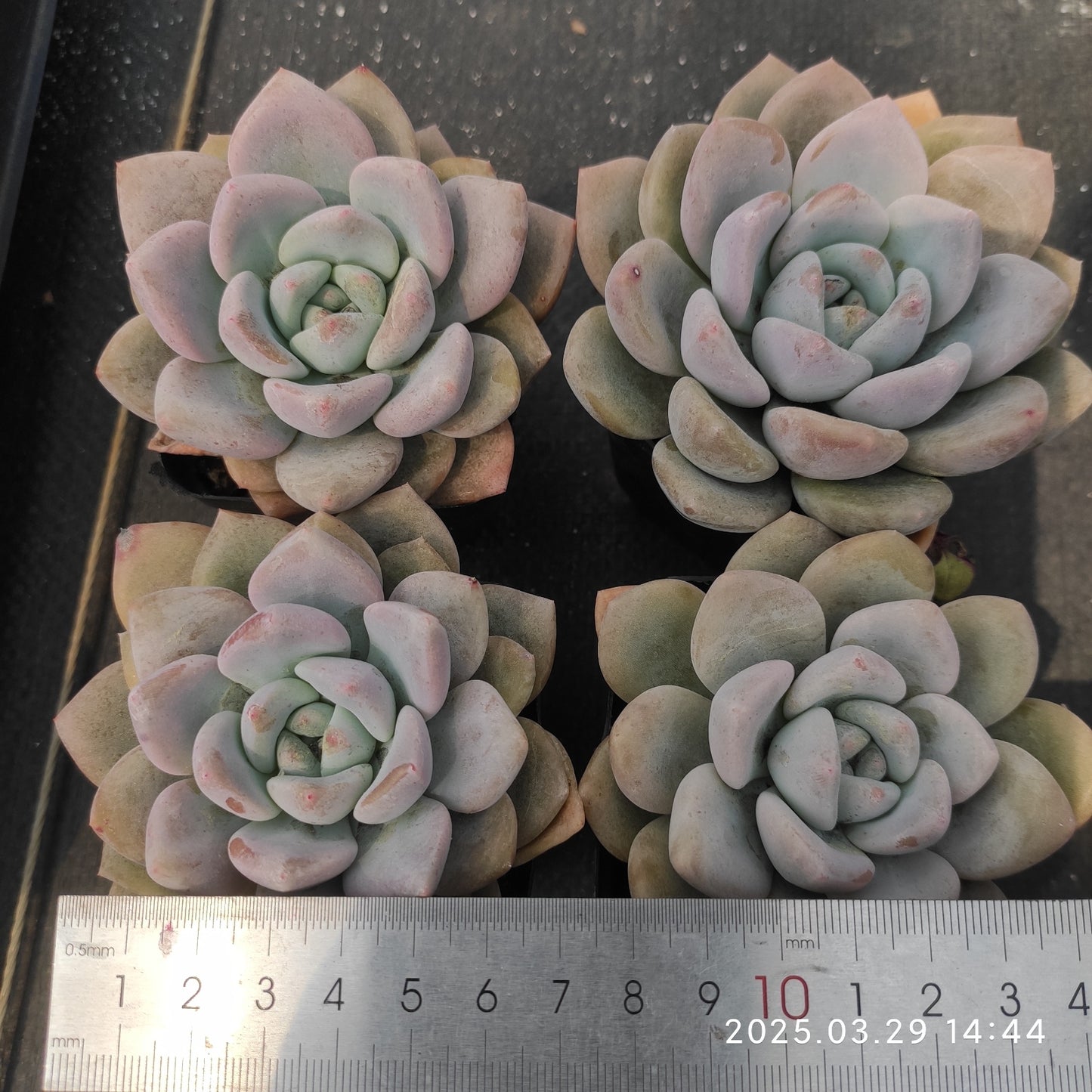 MMT363 OPアイスグリーン(7cm pot)