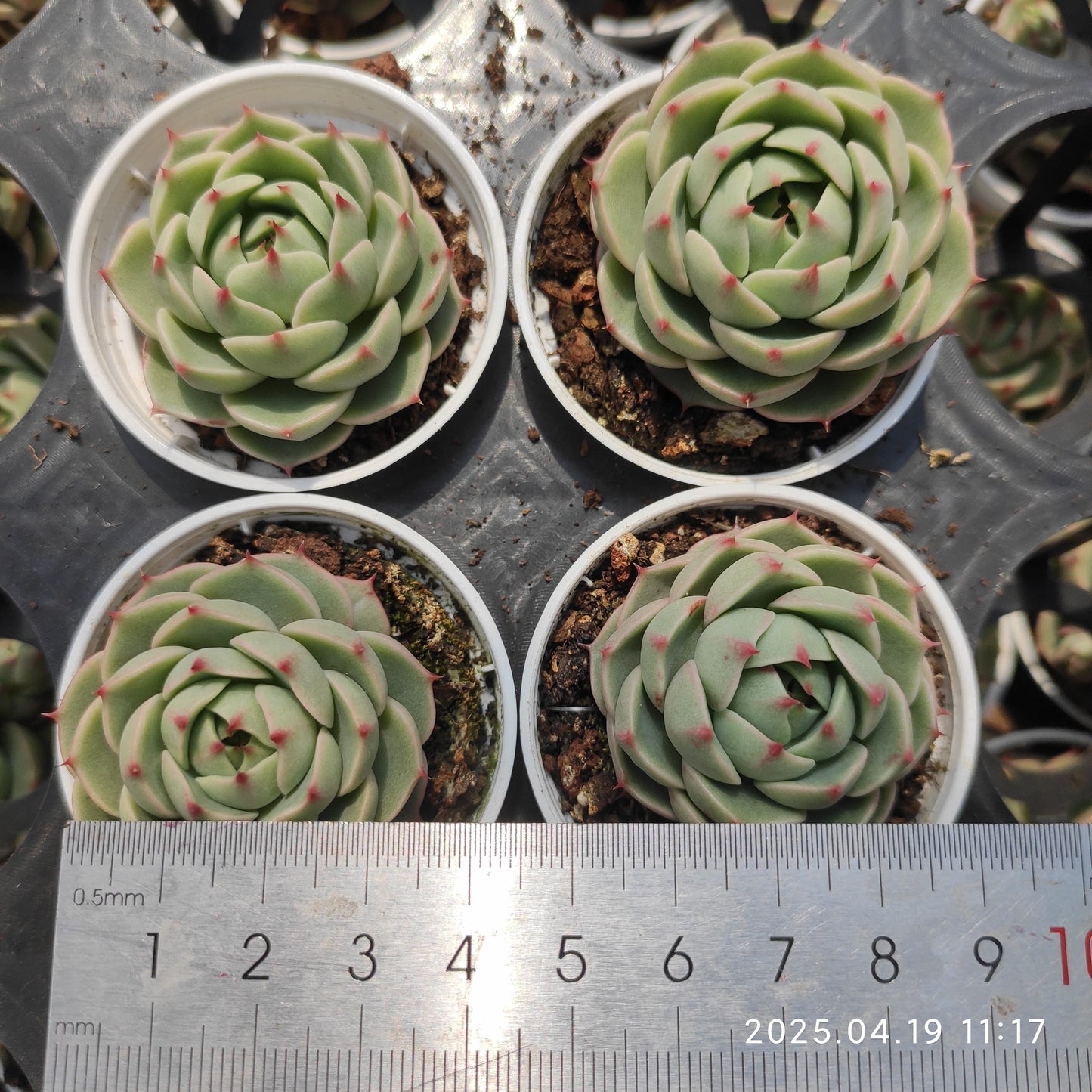 ZZA309 ベンバディス(50cm pot)