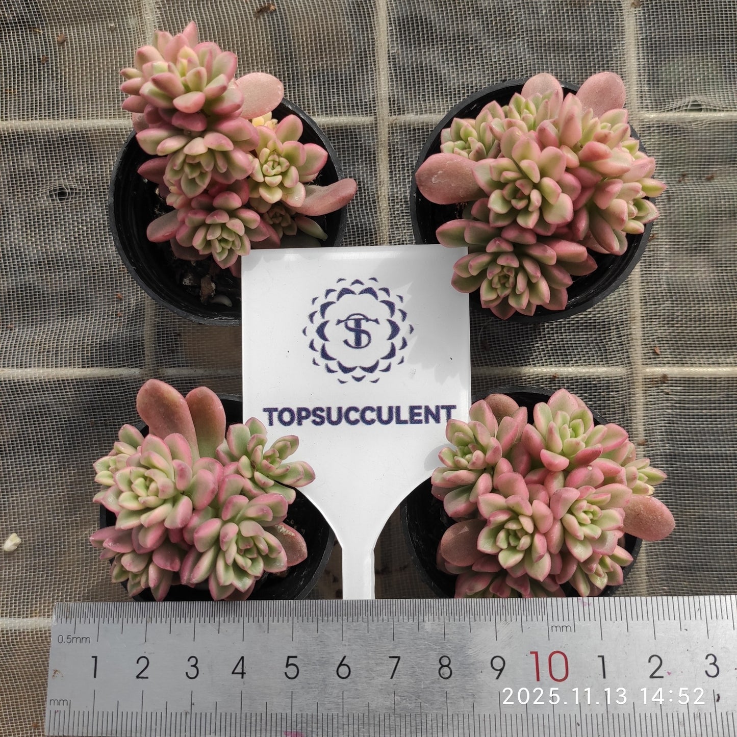 22488 タロック錦(5.5cm pot)