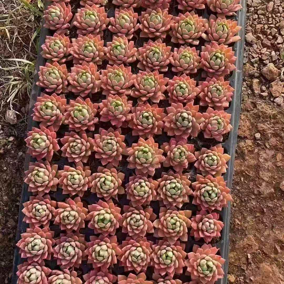 23663 マッコス(3cm pot)