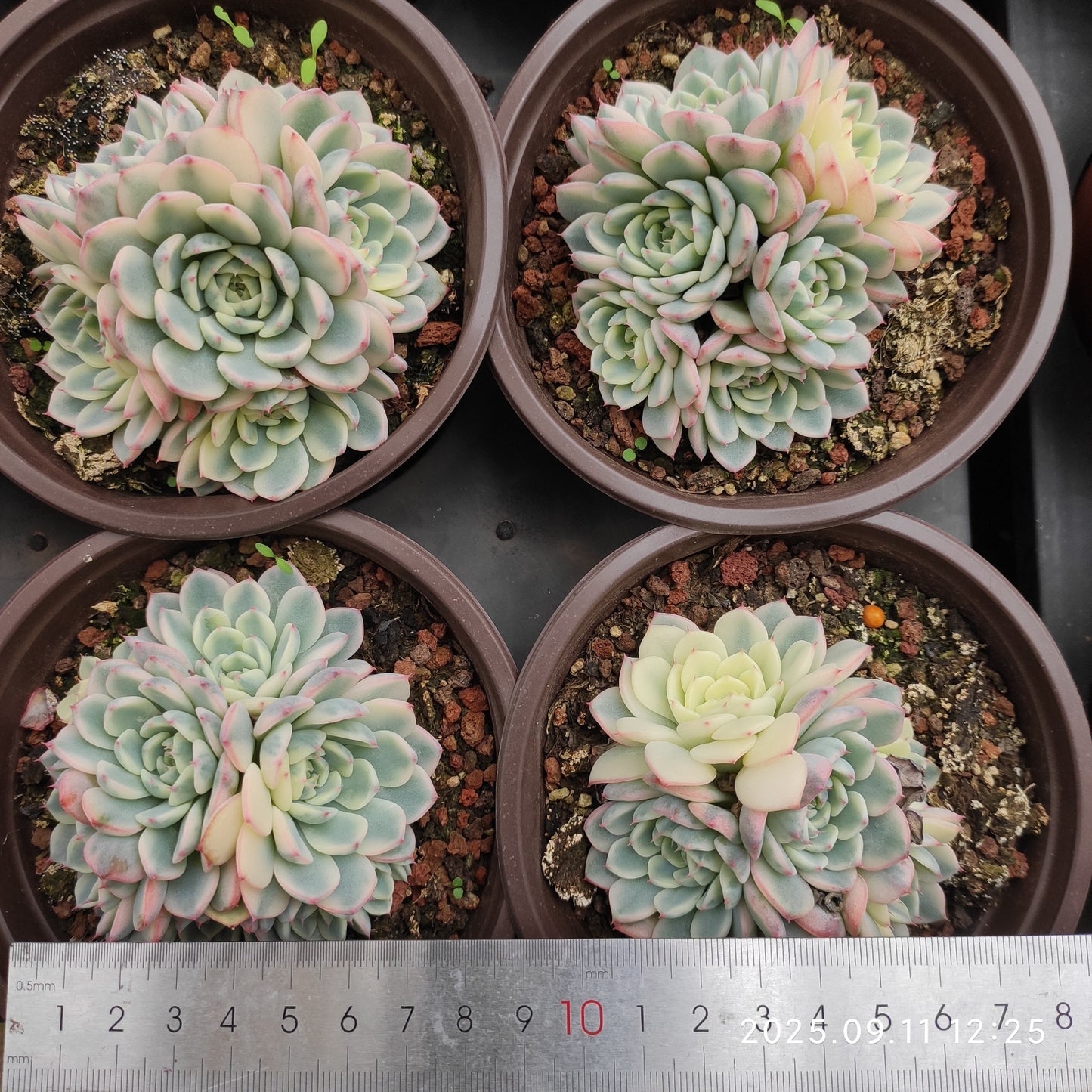THH061 ホワイトミニマ錦(12cm pot)