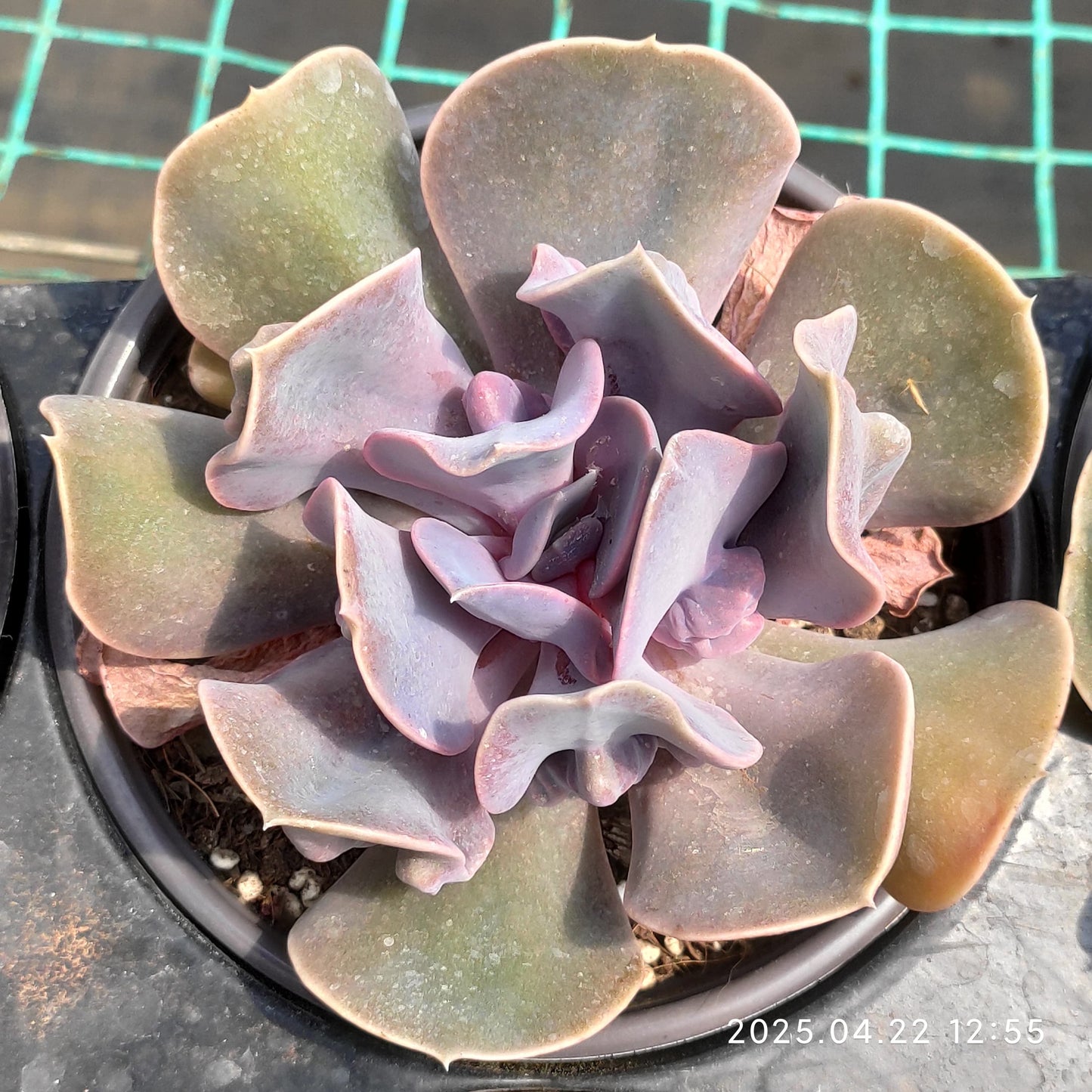 MMY1072 ラブ パール(12.5cm pot)