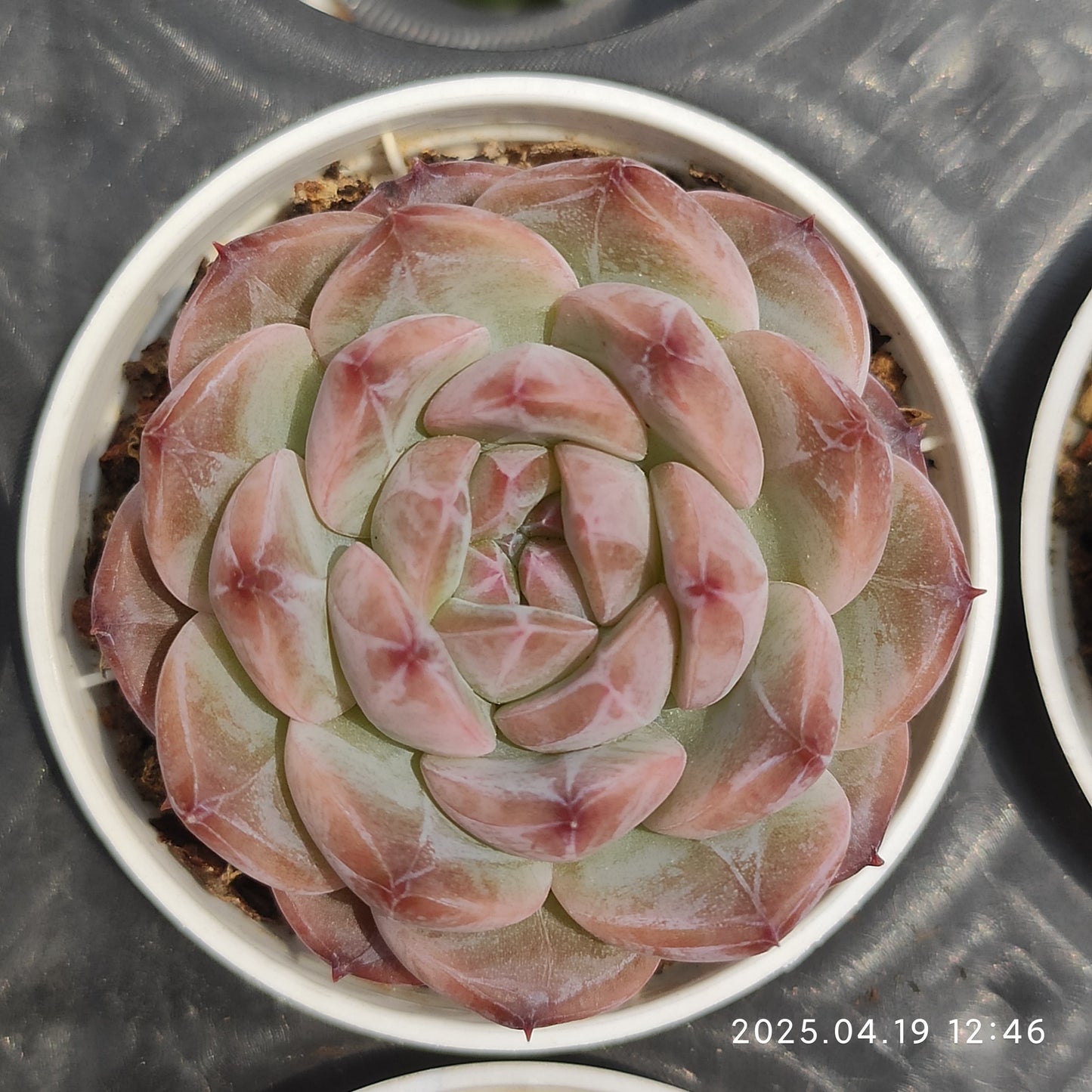 ZZA932 アイススピリット(5.5cm pot)