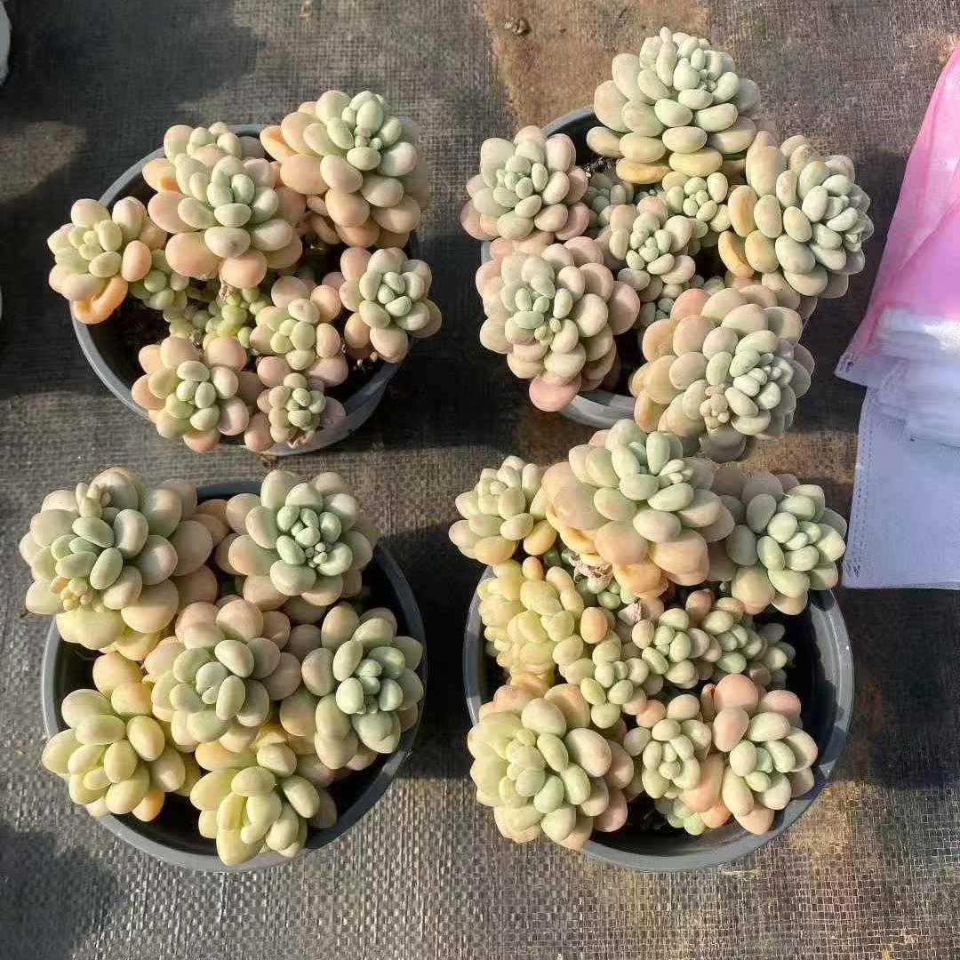 261241 フィッシュバブル