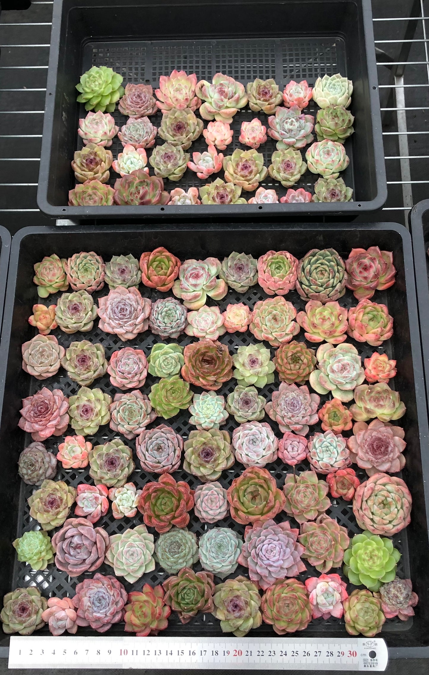 20076 ミックス苗100株(4cm pot)07