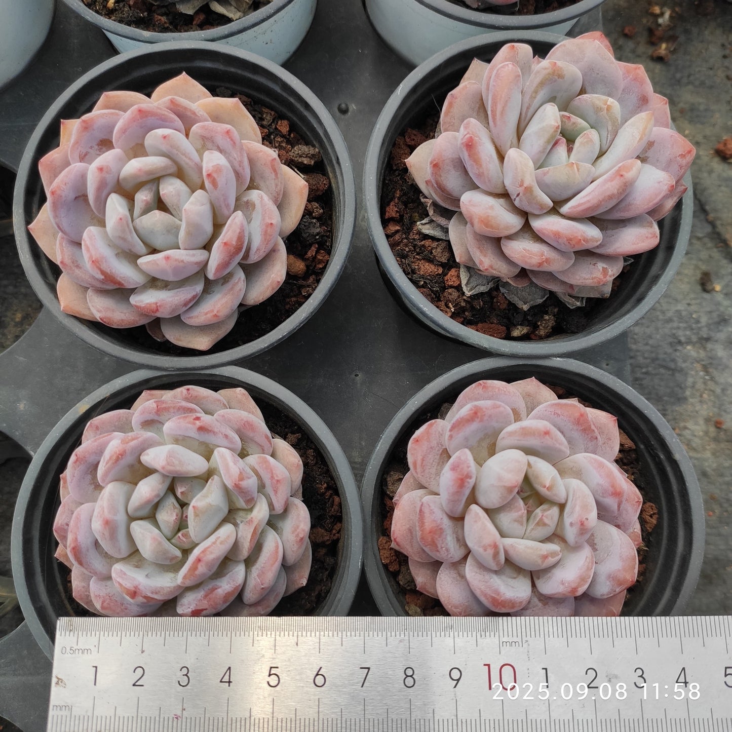 LXX005 オレンジモンロー(9cm pot)
