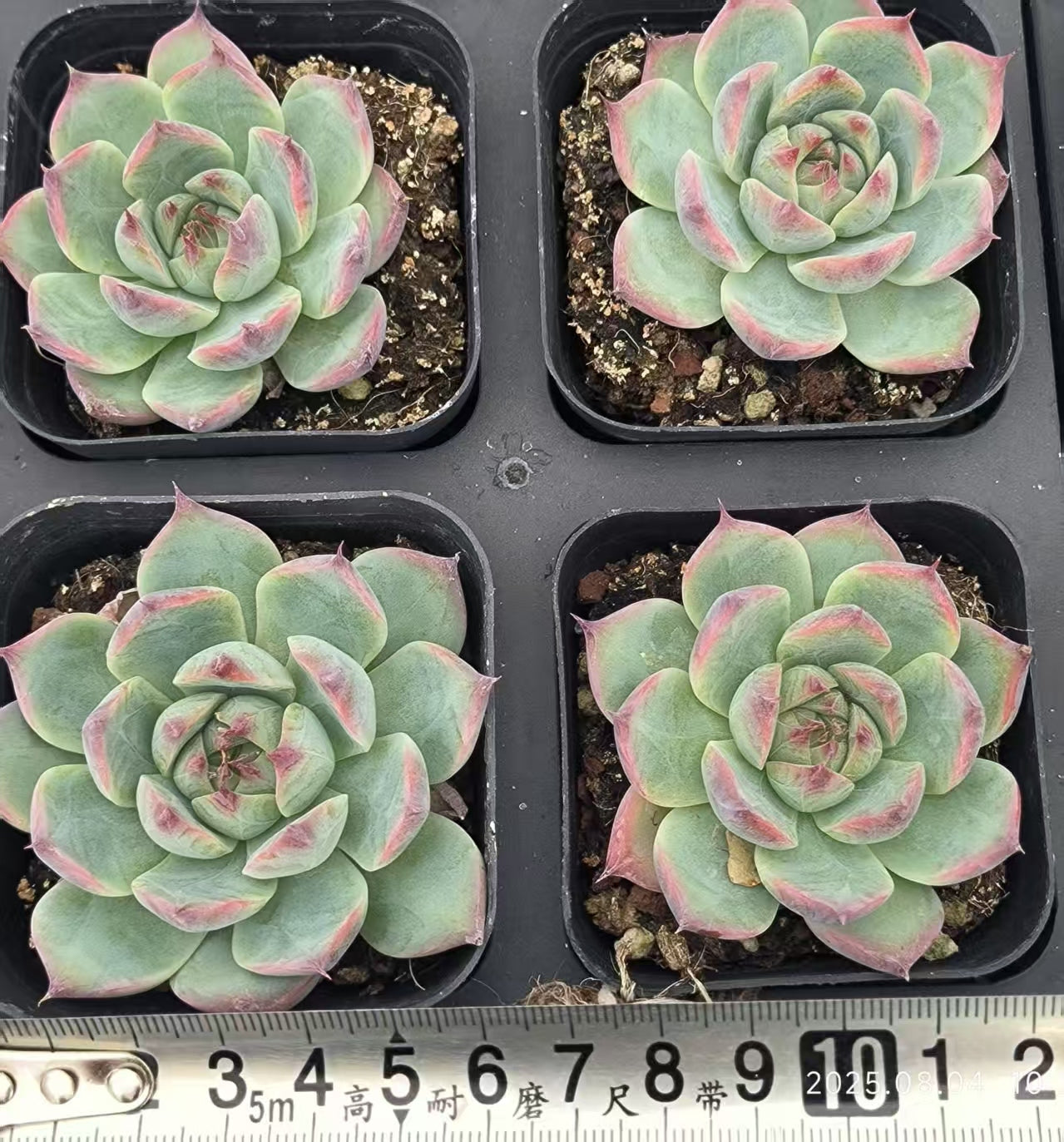 RDD283 コロラータ (6.5cm pot)
