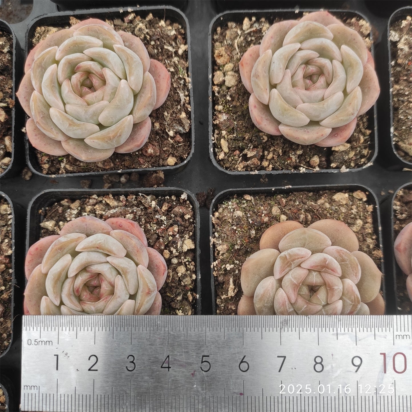 WWA316 アイスクリスタル(氷の結晶) (5.5cm pot)