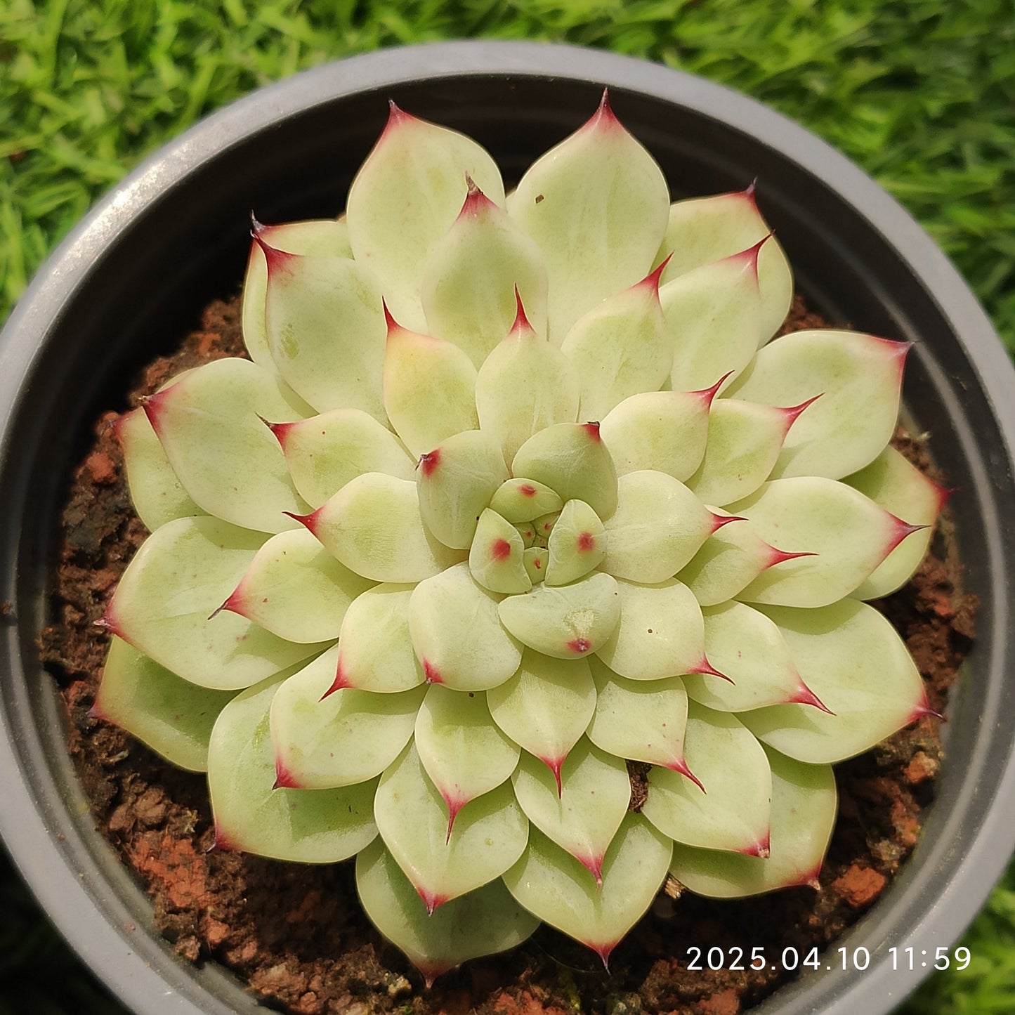 NGN700 フラワー フェアリー(50cm pot)