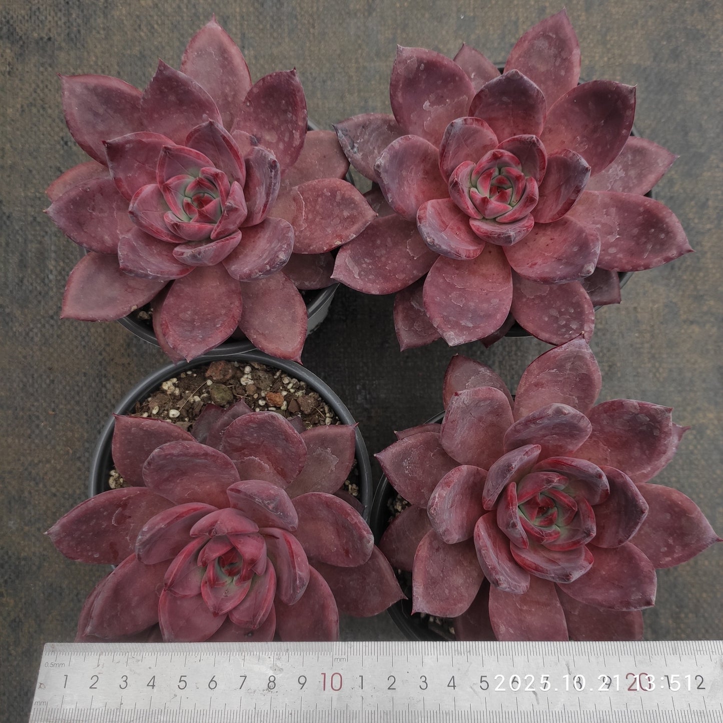 MMY1171 ブラウン シュガー カード(12.5cm pot)