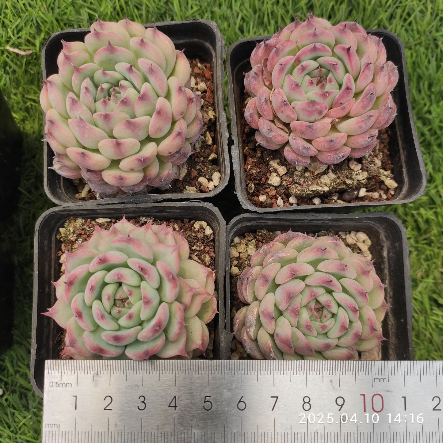 NGN171 マーセル(7cm pot)