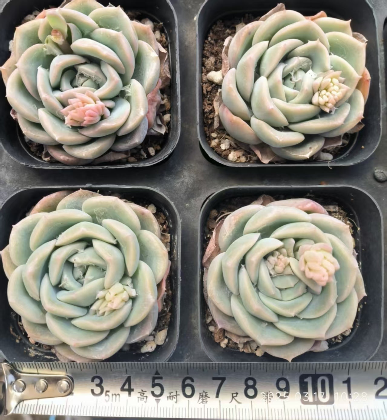 KD027 スリョン(6.5cm)