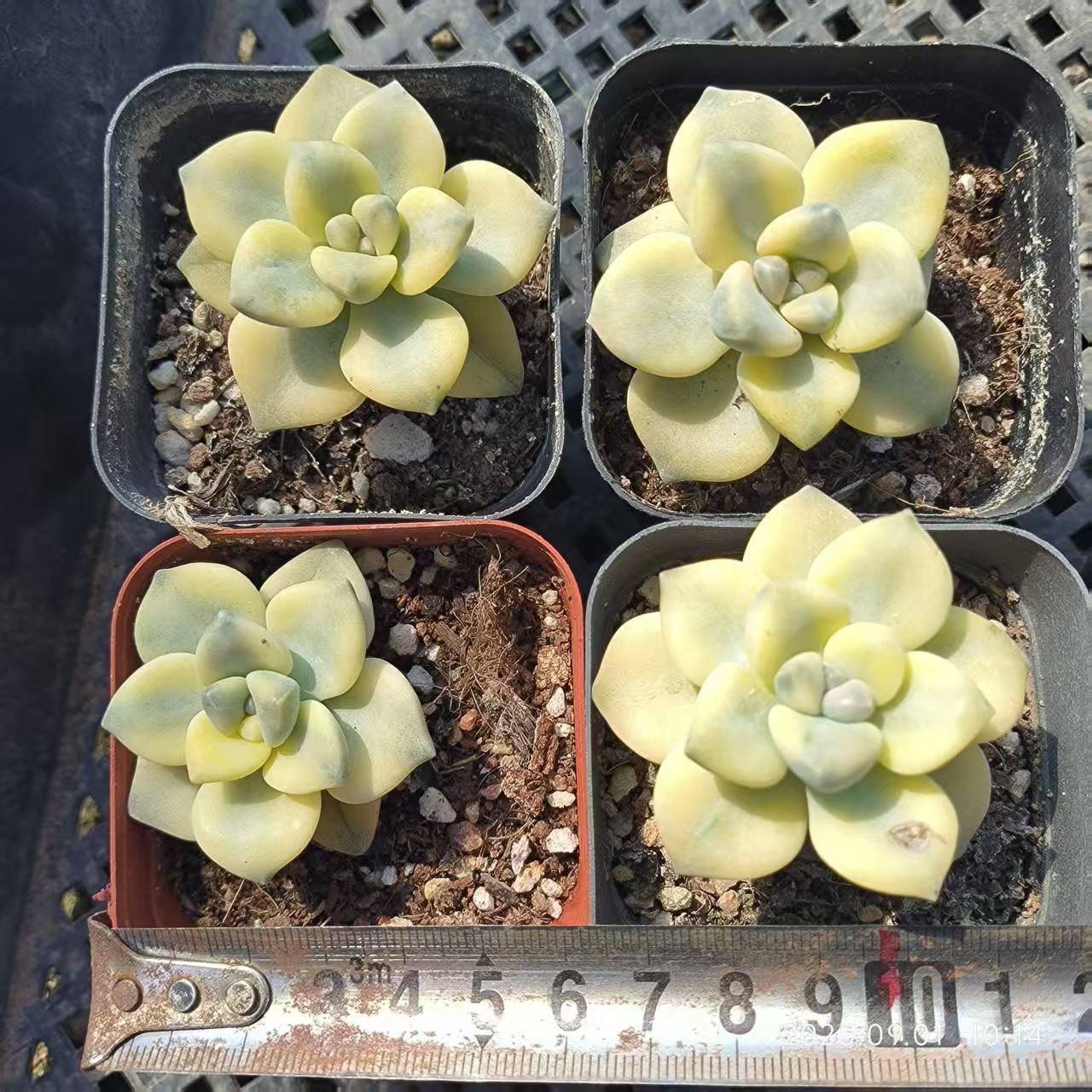 KD077 ティテュバンス錦 (6.5cm pot)