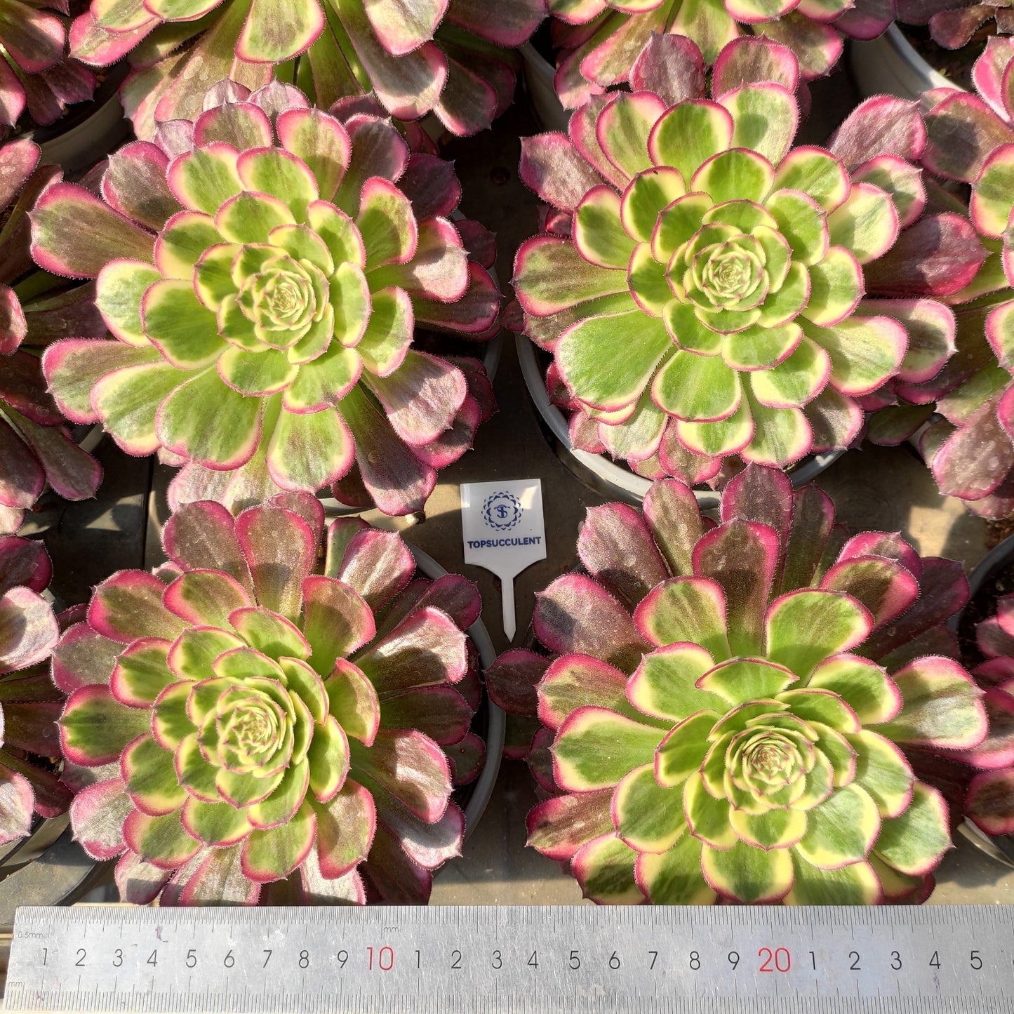 24634 パープル ムーンライト