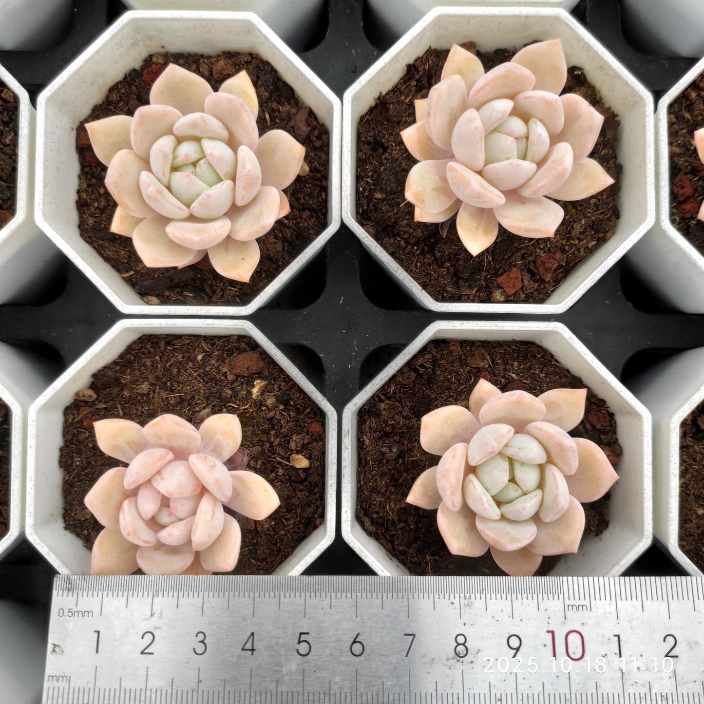 19072 ドリームスノー(7cm pot)