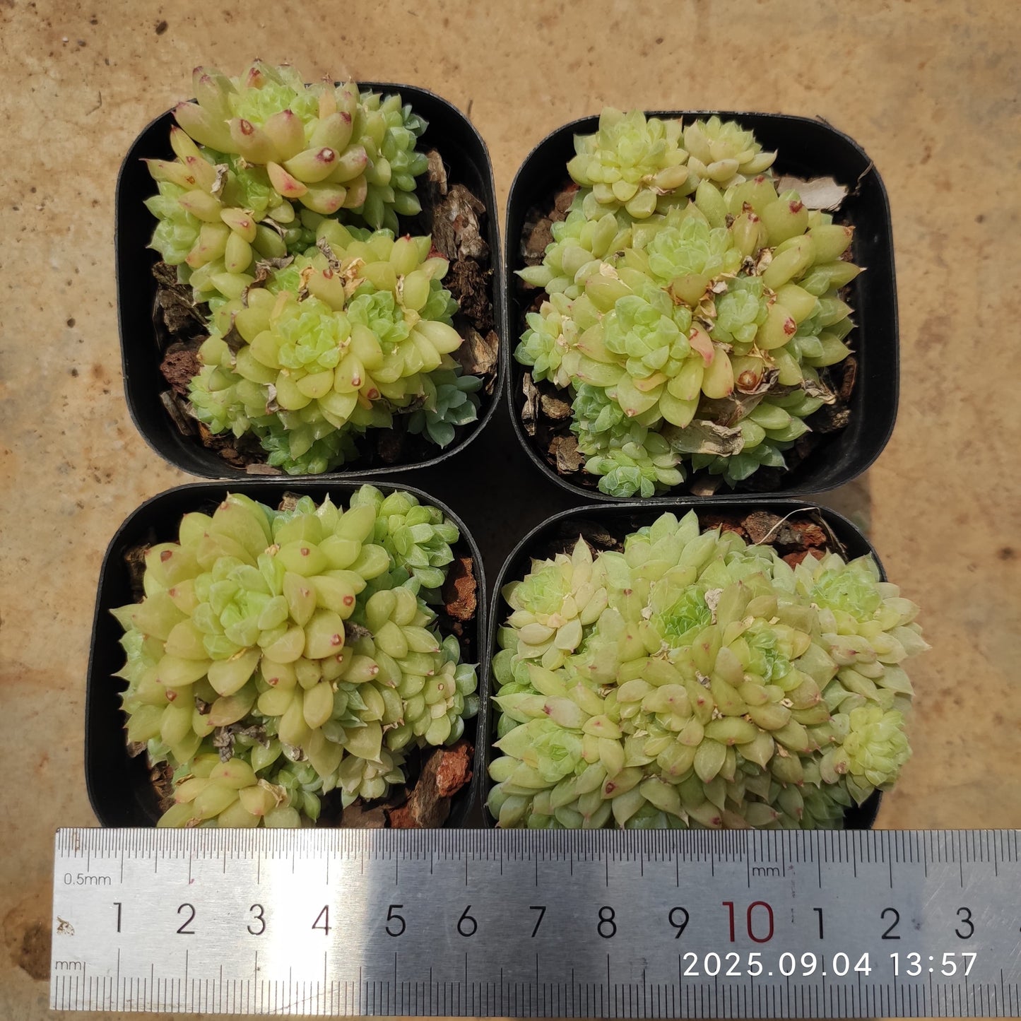 MMY1070 グリーンジュエルHyb(6.3cm pot)