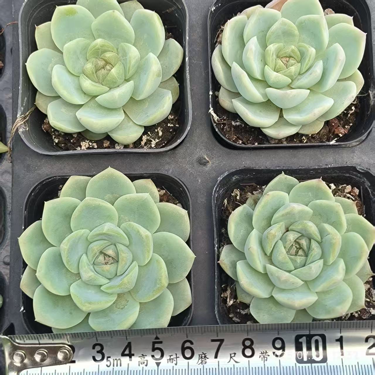 XL101 グリーンジェニー(5cm pot)