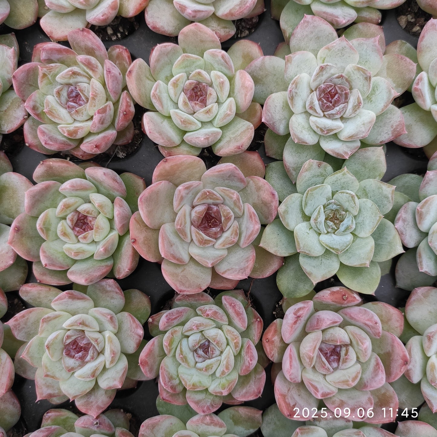 RC158 アイス(3cm pot)