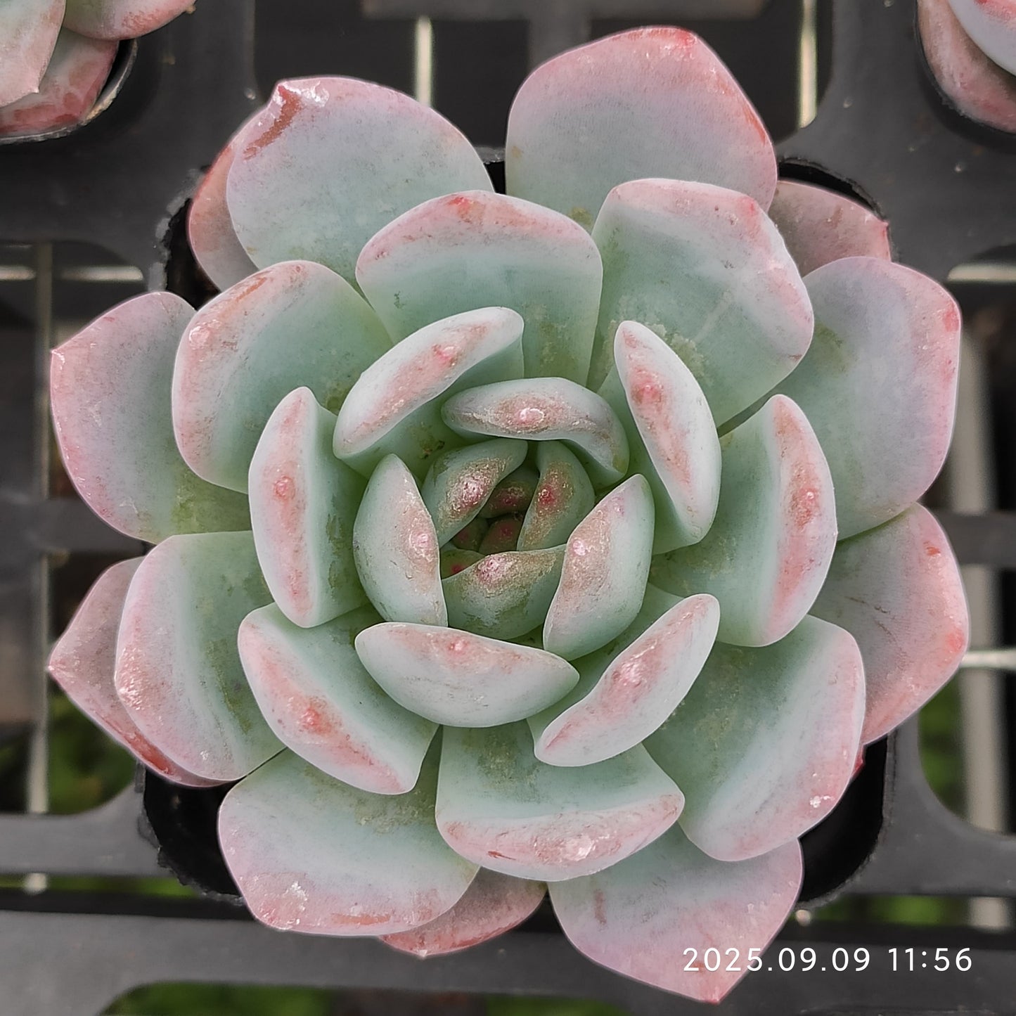 MMT528 スターマーク(7cm pot)