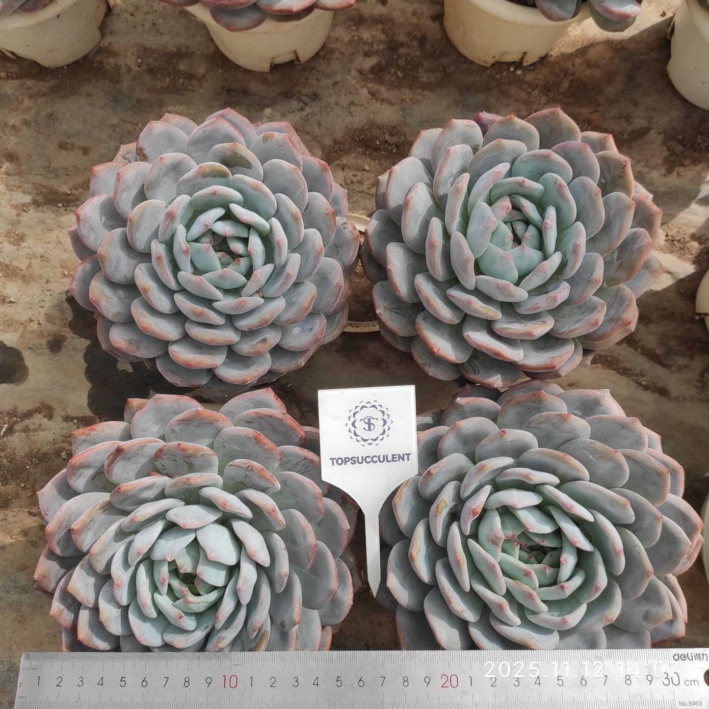 22527 オレンジモンロー(16cm pot)