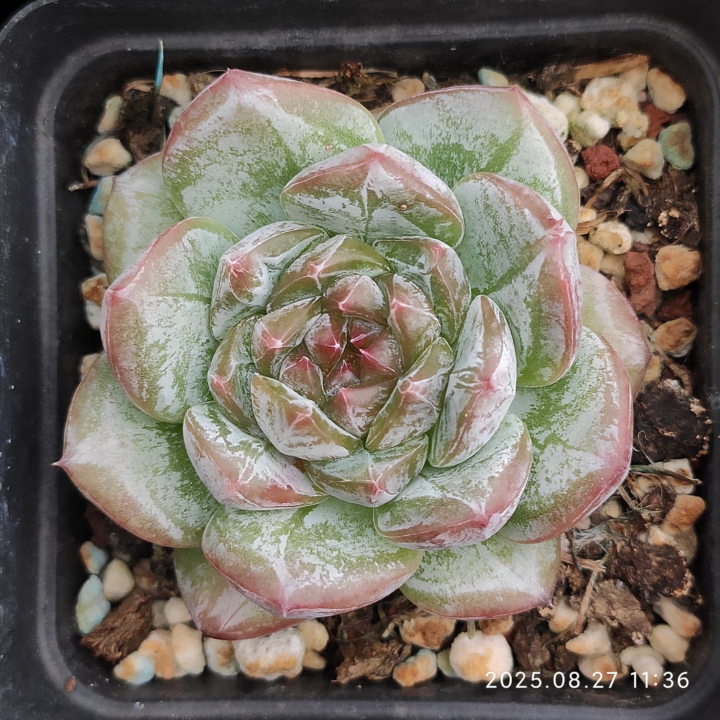XQ1419 アイス スピリットHyb(7cm pot)