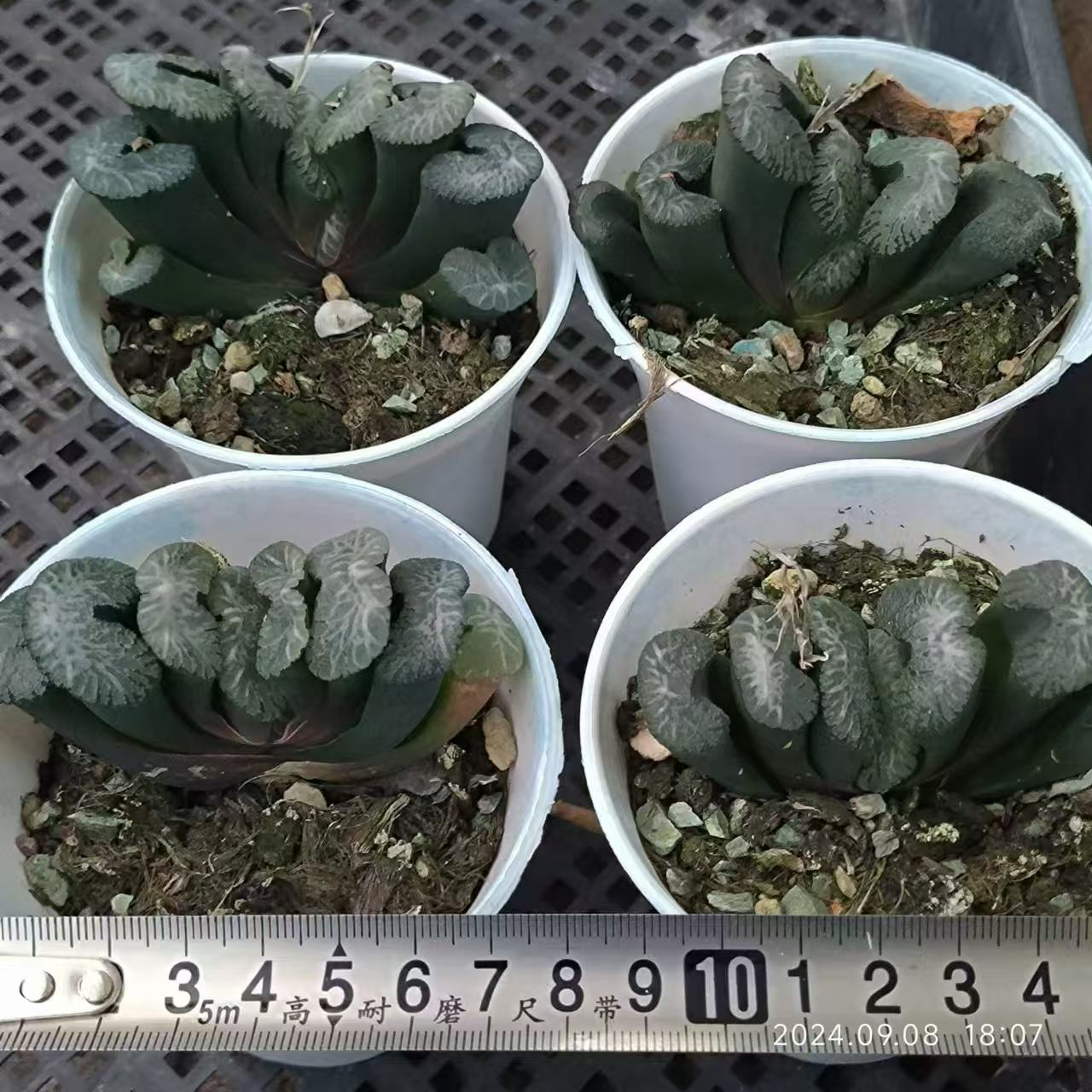 13206 ハオルチア 玉扇 トランカータ ボルケーノ(8cm pot)