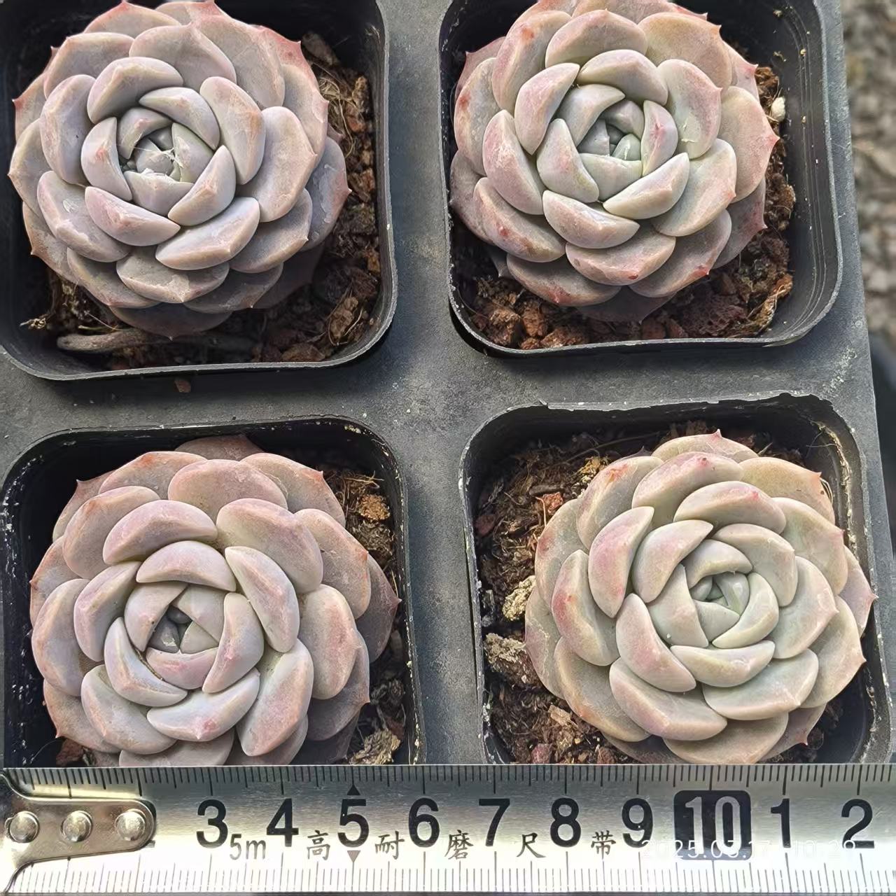 KD069 スノーフェイス(6.5cm)
