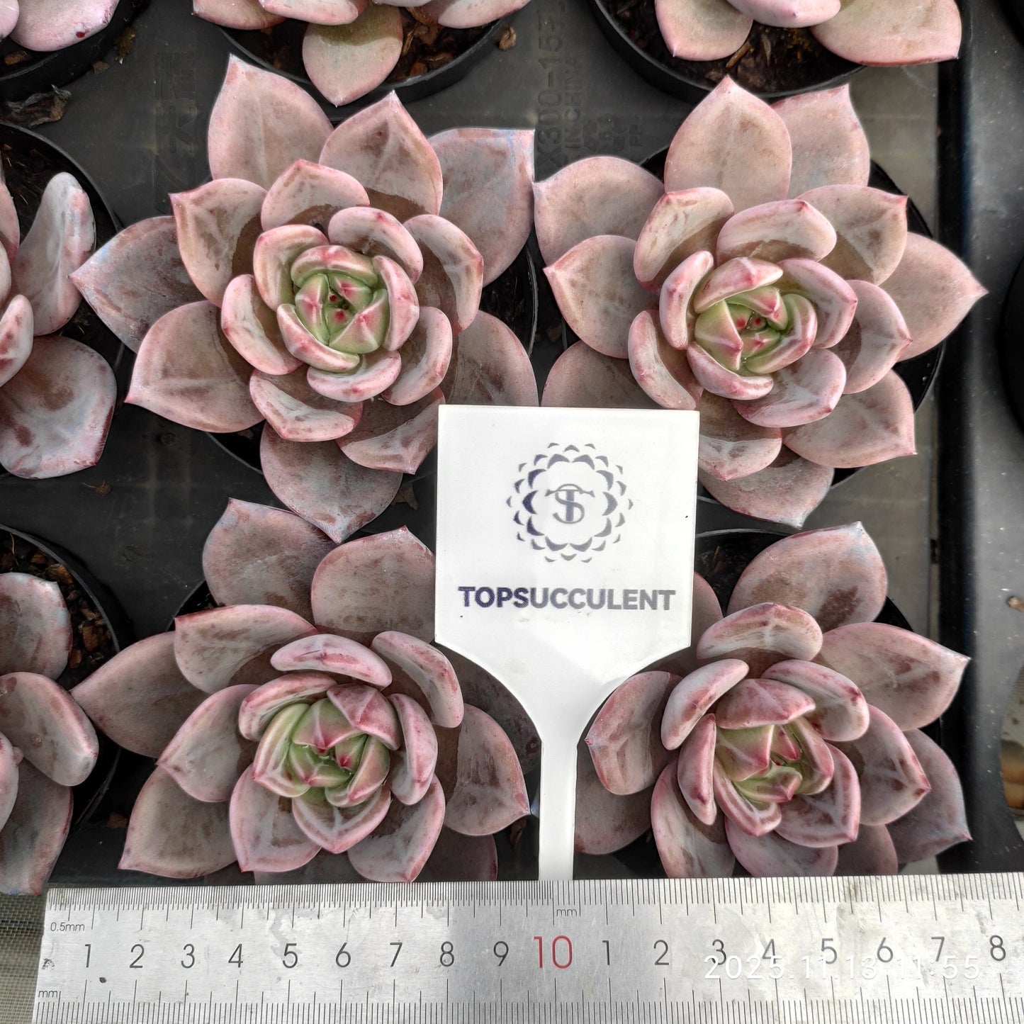 20842 シャンペーン(9cm pot)