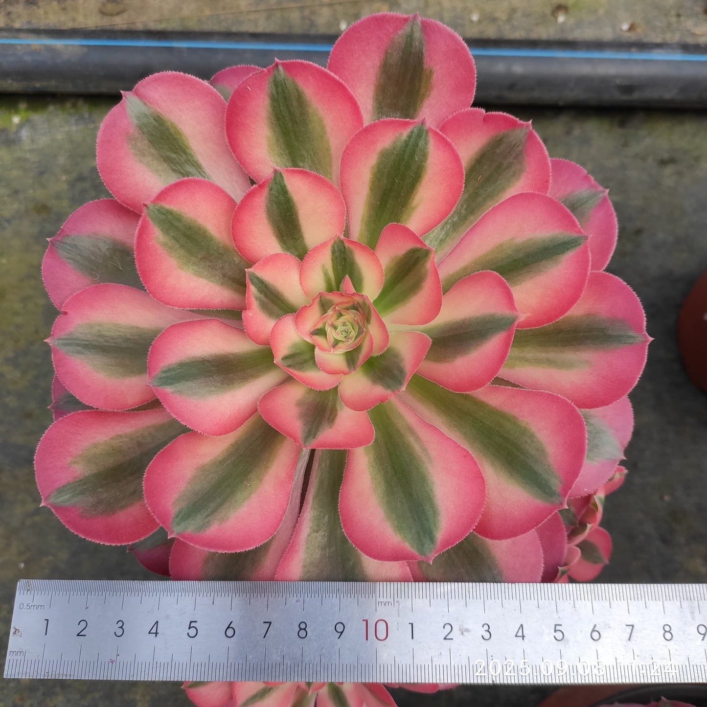 GDX013 アエオニウム ウィッチ(18cm pot)
