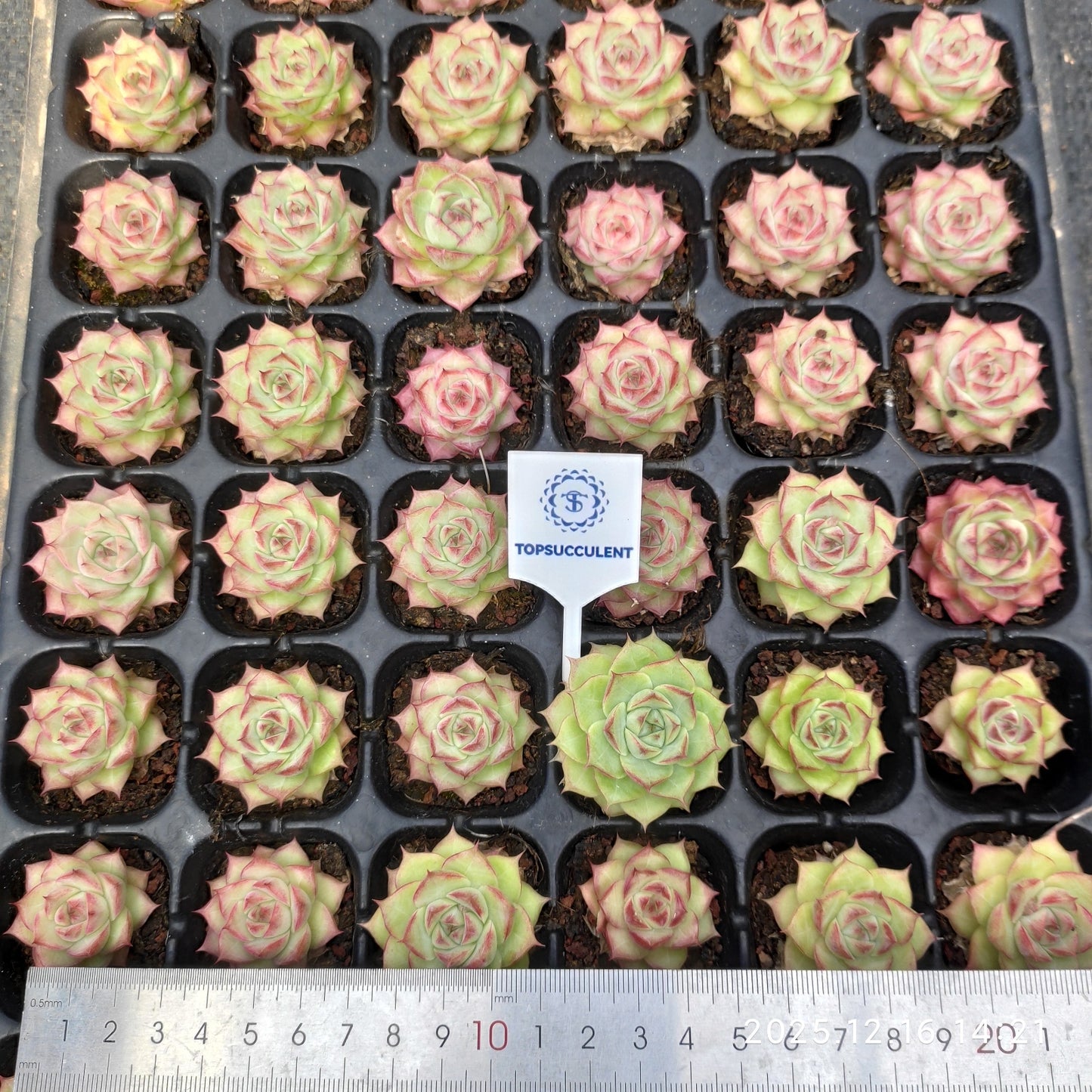 21719 ローズ クィーンHyb