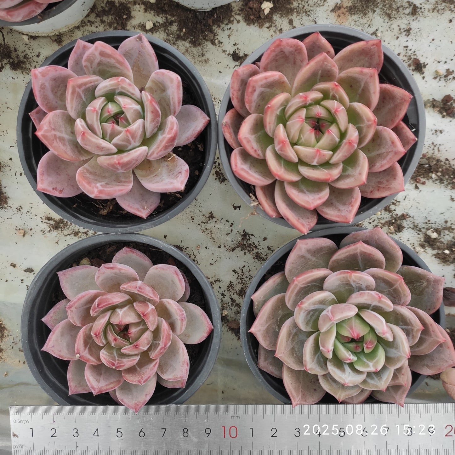 DQ082 オレンジモンローQ(9cm pot)