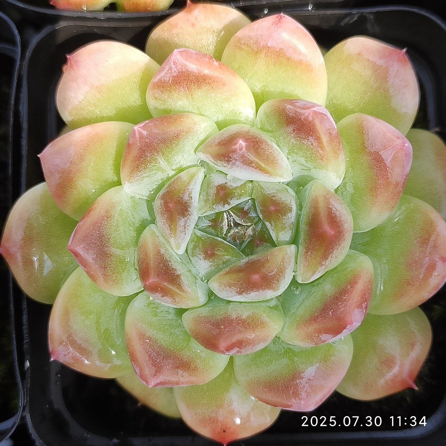 QN836 アイススピリット(6.5cm pot)