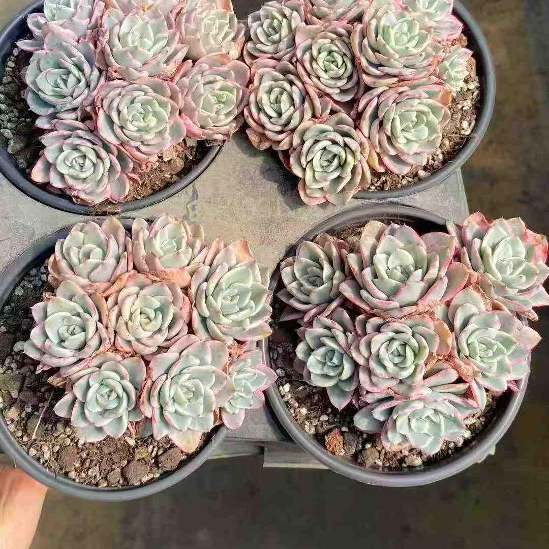 22695 ピーチス&クリーム錦