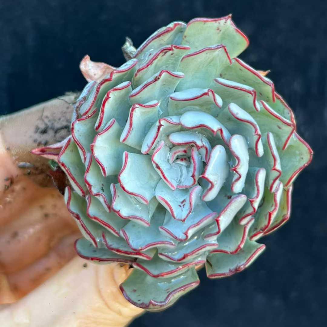 23248 ストリ口フローラノヴァ(11cm pot)