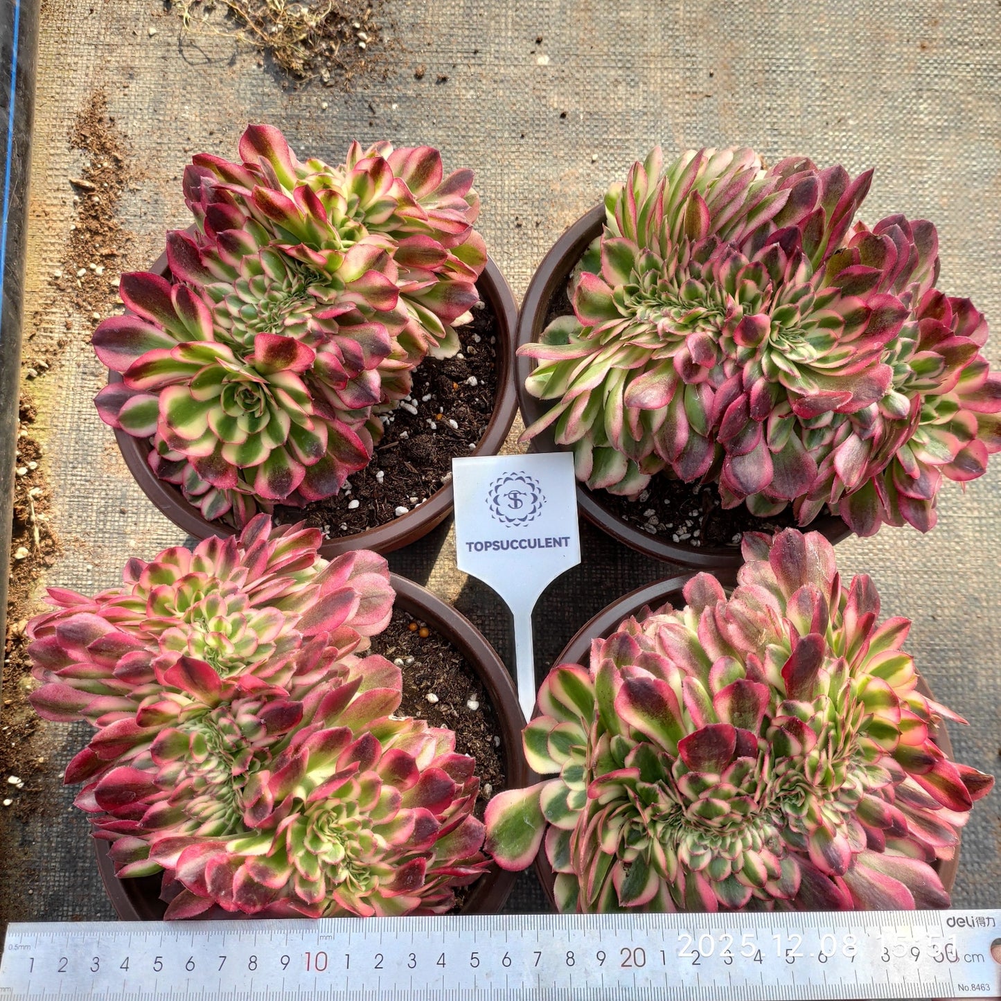 23332 ライチー綴化(18cm pot)