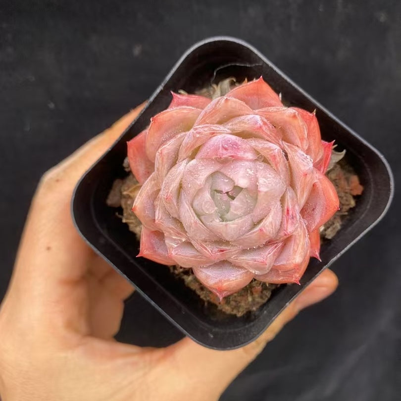 BL1834 アローンスター(50cm pot)