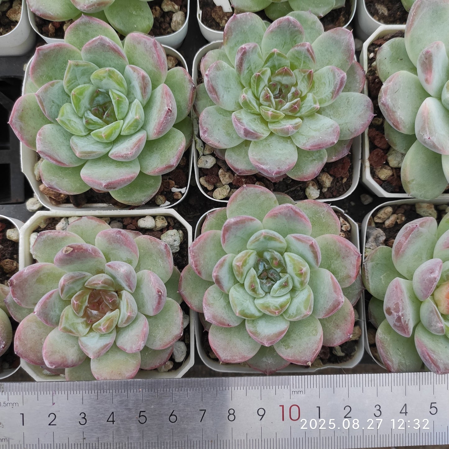 XQ956 アイス(7cm pot)