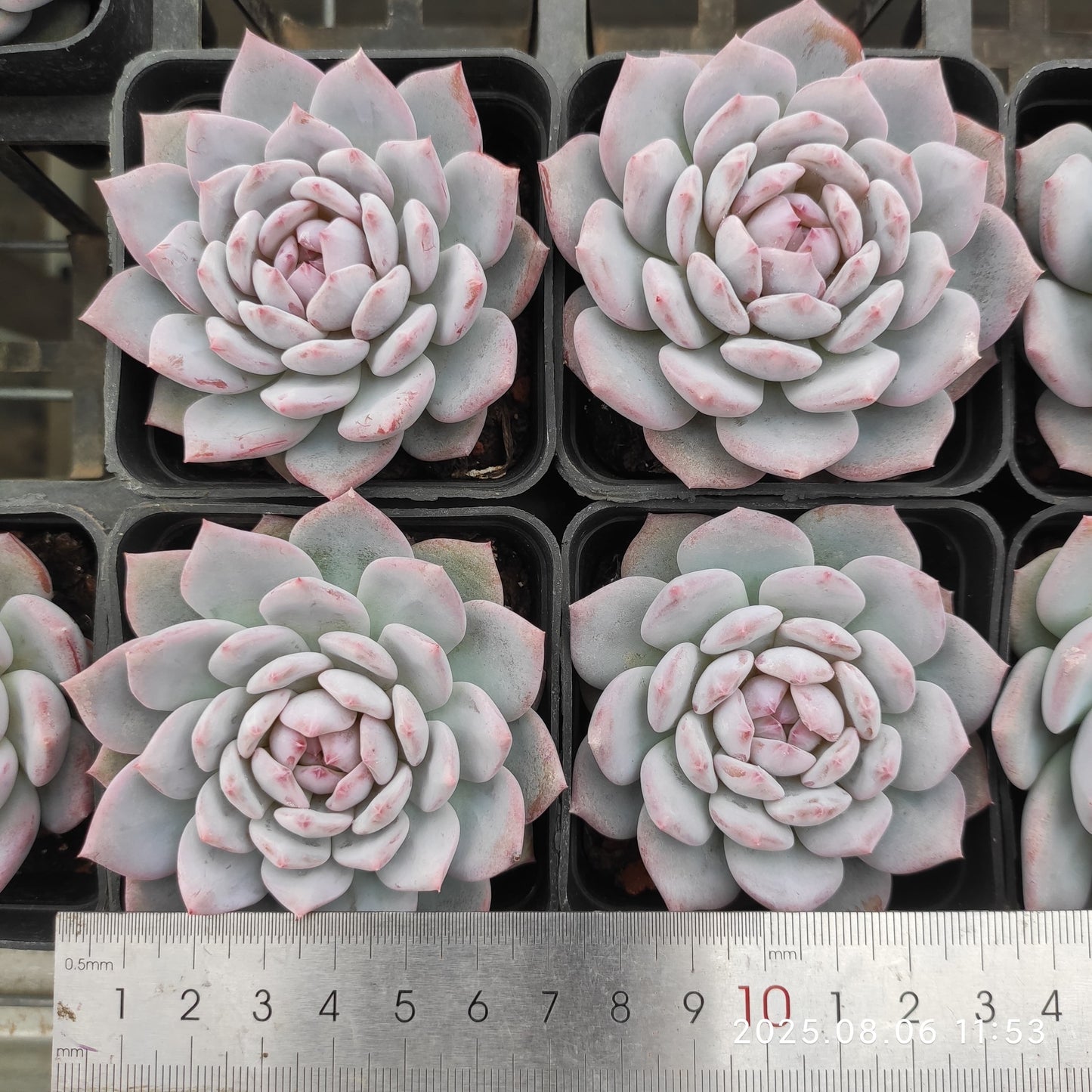 THH002 スターモンロー(7cm pot)