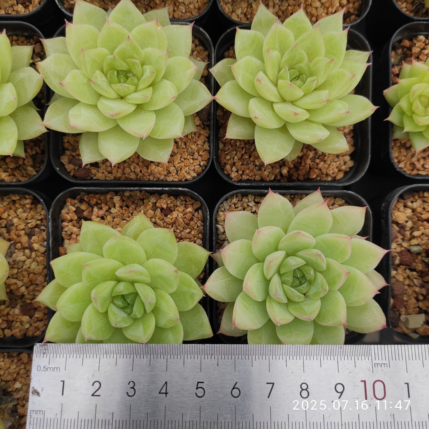 YBB143 エメラルド(5.5cm pot)