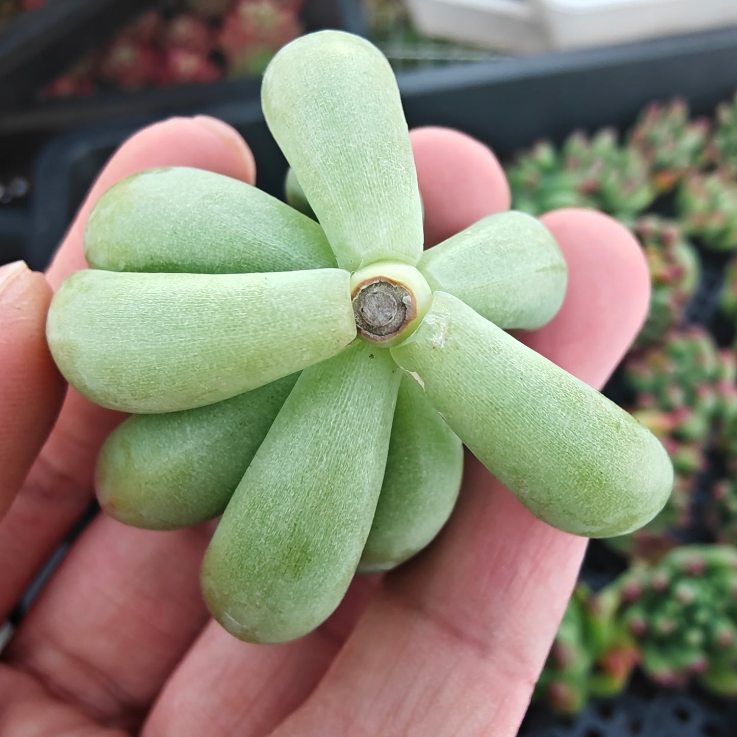 220753 カライドスコープ(カット苗)