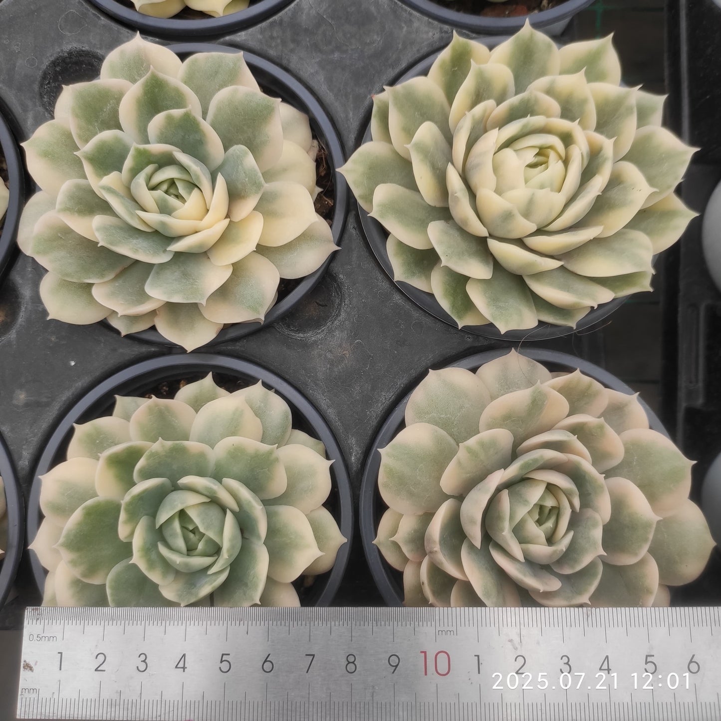 MMY873 オンスロー錦(9cm pot)