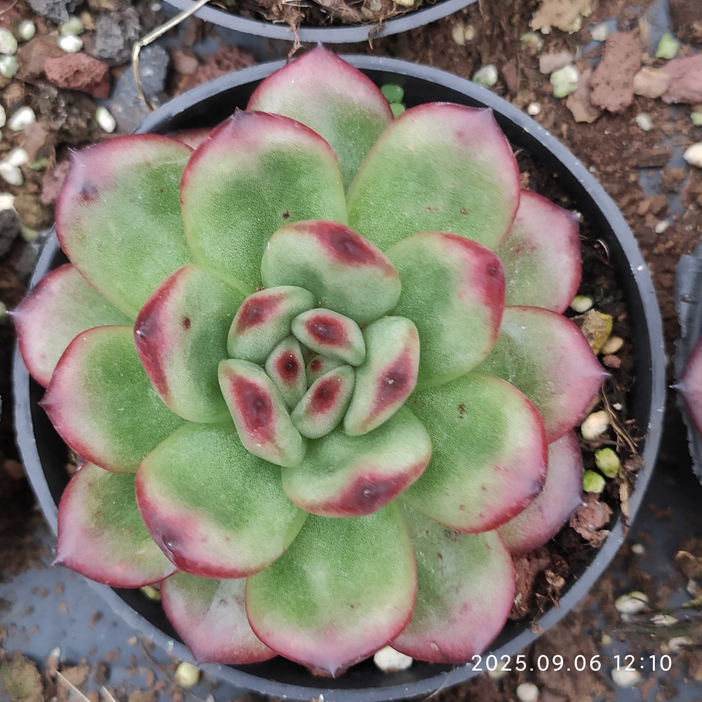 RC165 TM(9cm pot)